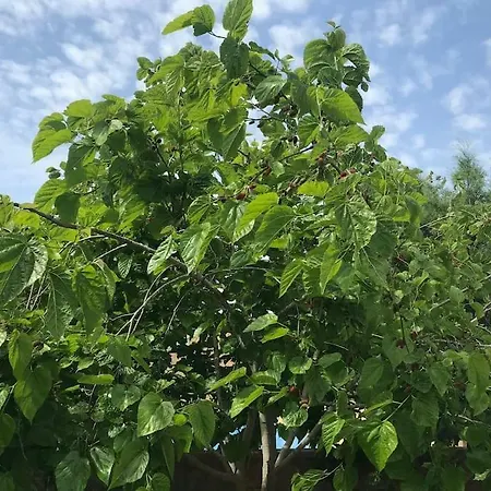 Webooking Garden House 2 Διαμέρισμα